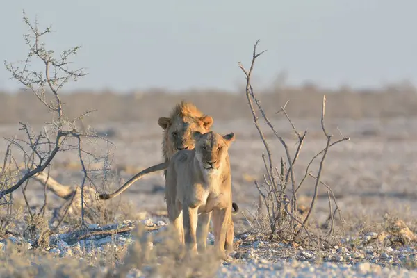 Vahşi Afrika 'daki aslan