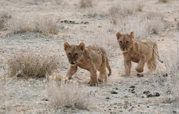 Çölde yürüyen vahşi bir aslan.