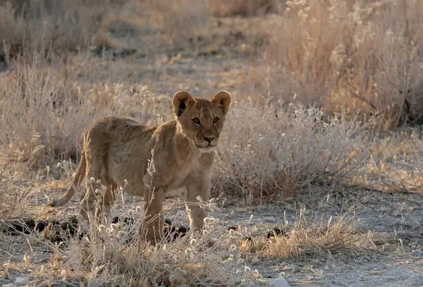 Çimenlerin üzerinde yürüyüş aslan yavrusu