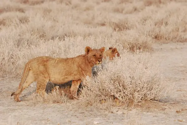 Namibya 'da çölde güzel vahşi bir aslan.
