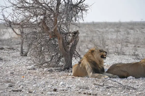 Namibya 'daki Etoşa Milli Parkı' nda aslan.