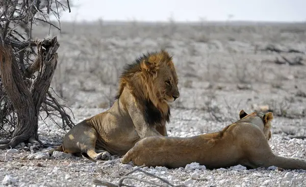Etoşa 'daki aslan erkek.