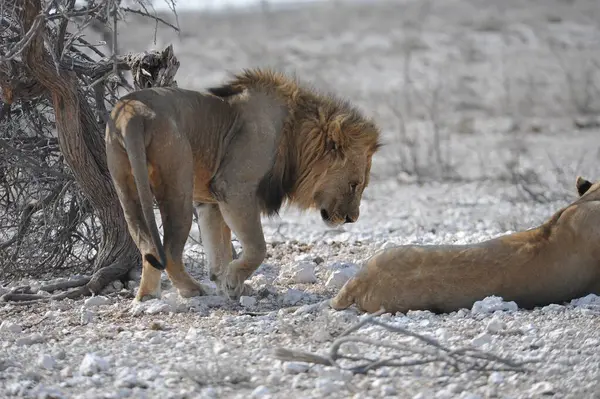 Etoşa 'daki aslan, namibya