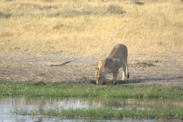 Aslan (Panthera leo), Panthera familyasından bir aslan cinsidir. Panthera dae ailesi (feli
