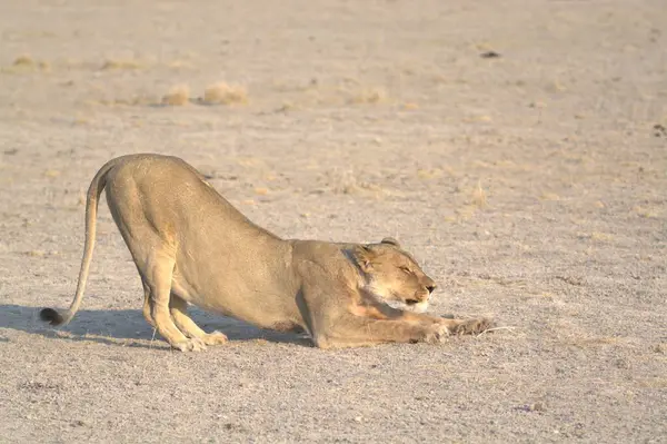 Erkek bir dişi aslan kuru otların üzerinde dinleniyor.