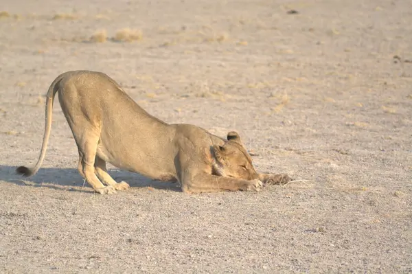 Namibya 'daki Afrika aslanı