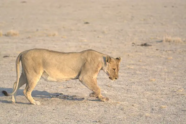 Çölde yürüyen bir aslan