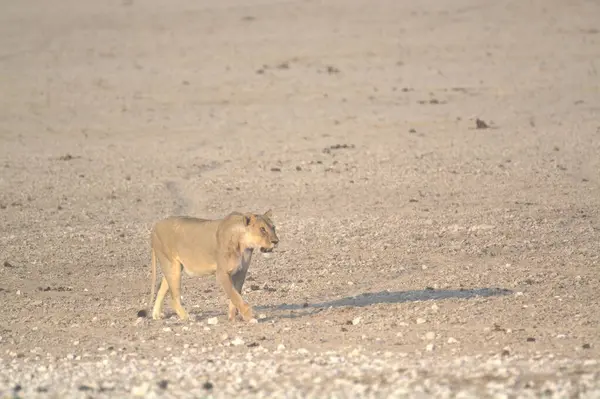 Etoşa Ulusal Park Namibya 'sında aslan