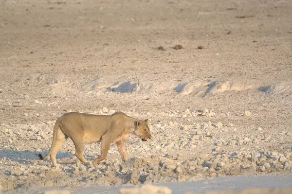 Çölde beyaz bir aslan