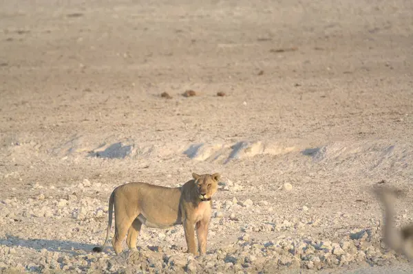 Çölde genç vahşi bir köpek