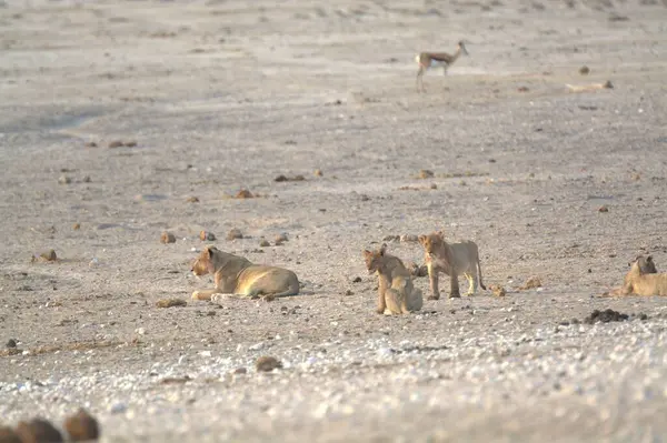Afrika 'da Namibya aslanı
