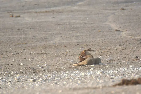 Genç bir aslanın kumdaki yakın çekimi.