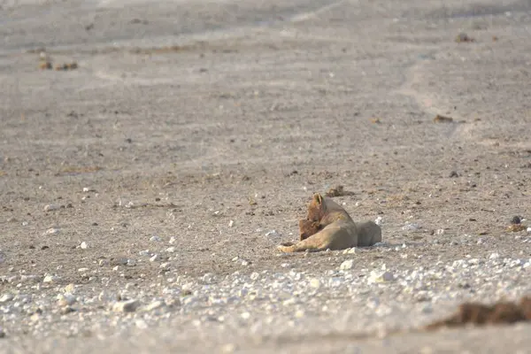 Aslan foku, patagonya, Arjantin