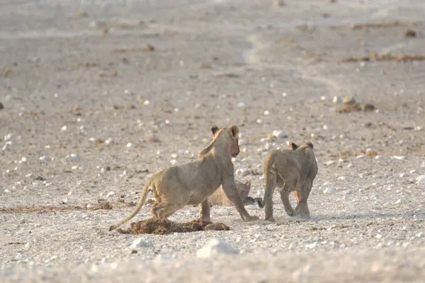 Vahşi Afrika aslanı.