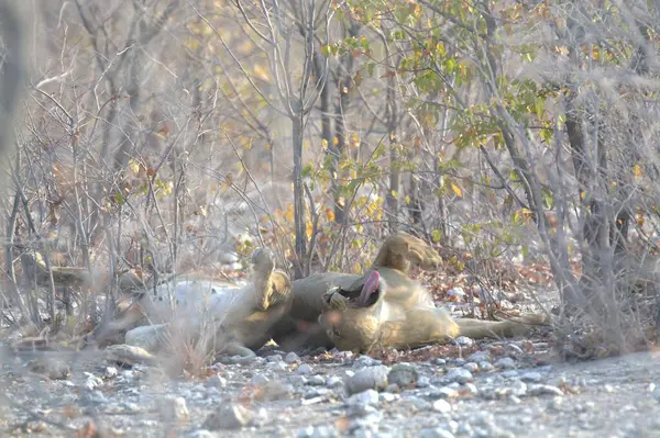 doğada vahşi hayvanlar