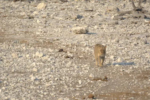 Aslan etkin ulusal park, Namibya