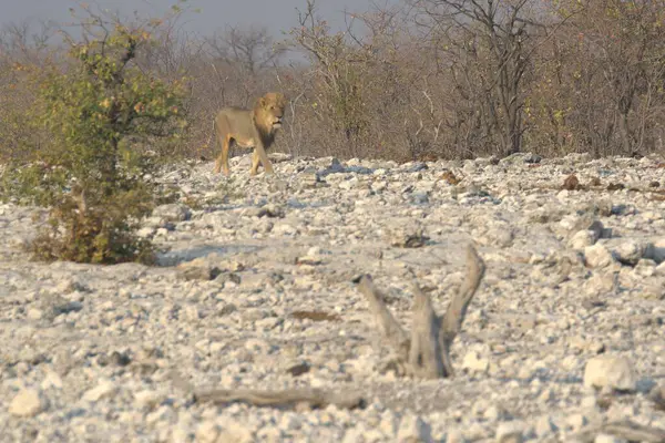 Afrika Savanı Vahşi Aslan