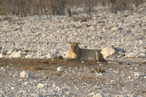 Çöldeki beyaz bir aslanın yakın çekimi.