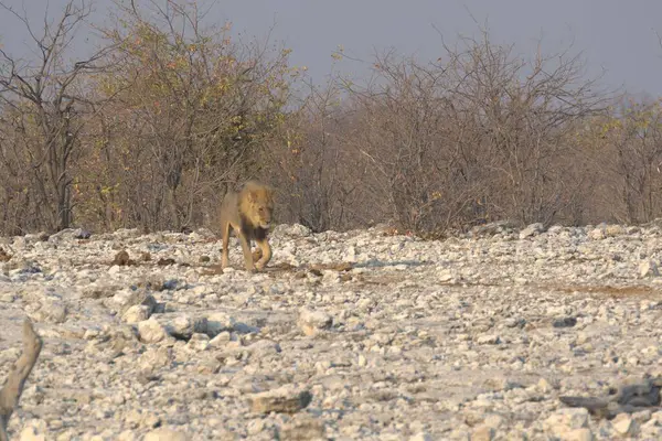 Kenya savanındaki aslan