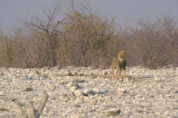 Afrika savanındaki aslan.