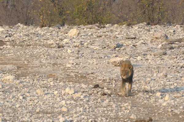 Aslan, Panthera dae familyasından bir aslan cinsidir. Kuzey Feligenus 'taki felidae familyasının bir üyesi..