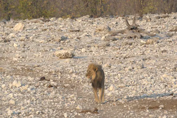 Kızıl Aslan vahşi doğada