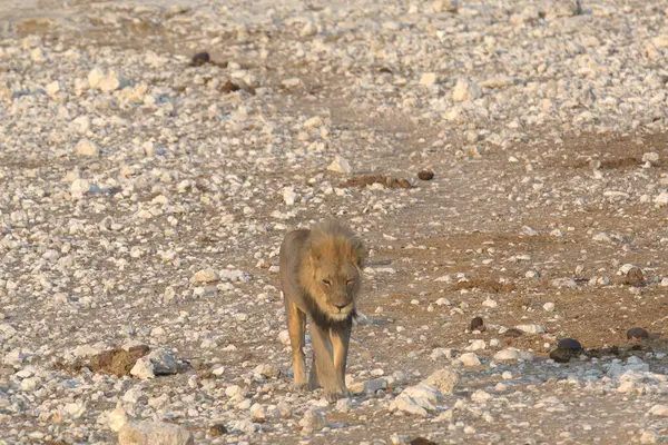 Afrika 'nın bozkırındaki aslan