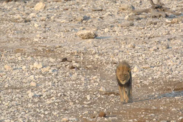 squirrel at wild african wildlife park in etosha national park, namibia