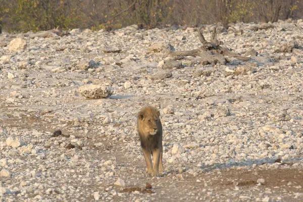 a dog walks along the road in the forest