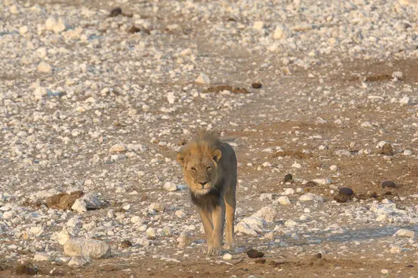 Afrika 'da Namibya aslanı