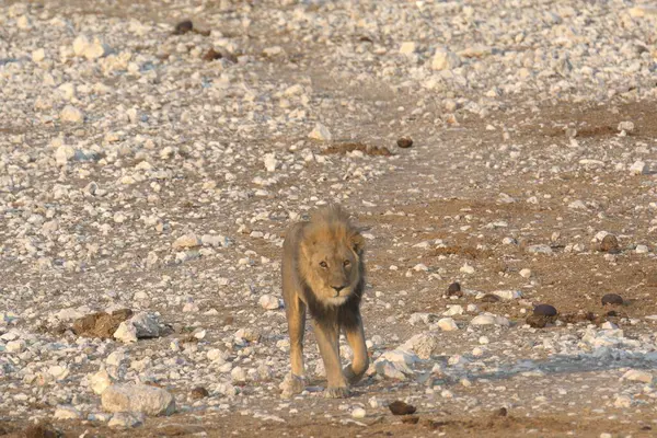 the wild jackal is walking on a sand dune in the desert