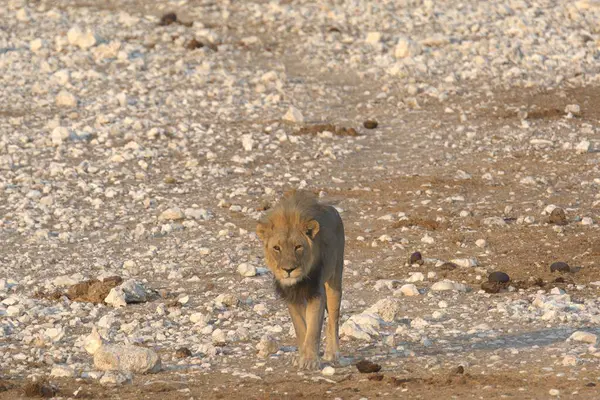 Namibya, Afrika 'da aslan