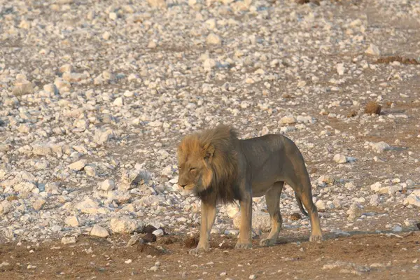 Afrika 'da Namibya aslanı