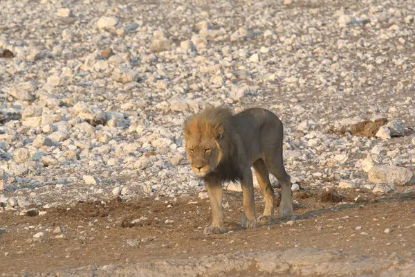 Afrika 'da Etoşa' da aslan