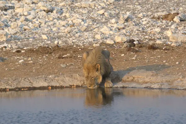 african lion in the water