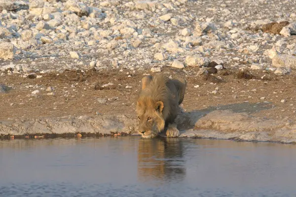 lion drinking water from a hot hole