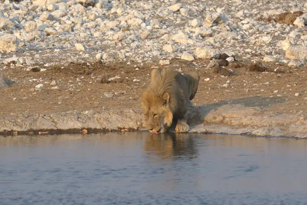 lion drinking water in etosha national park in namibia, africa