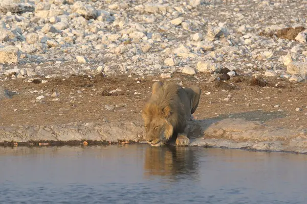 Etoşa Ulusal Parkı 'ndaki Afrika aslanı.