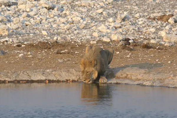 a closeup shot of a cute lion in a water