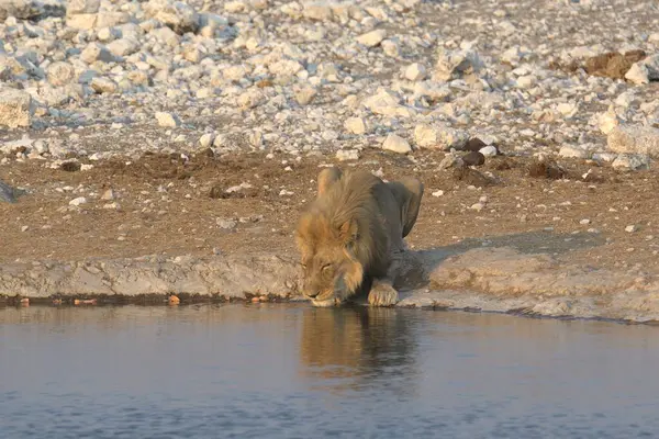 a closeup shot of a cute lion drinking water