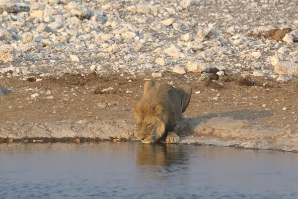 Namibya 'daki Etoşa Milli Parkı' nda aslan var.