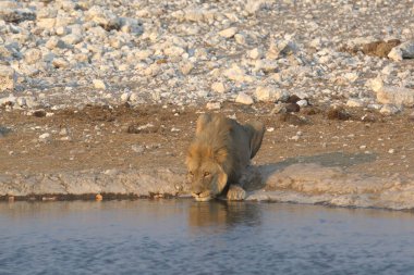 lion drinking water in a hole