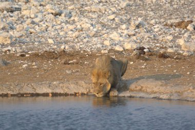 Aslan yavrusu içme suyu