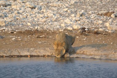 lion drinking in the hole in the water