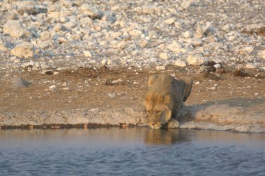 lion ( panthera leo ) drinking water in a hole in etosha, namibia.