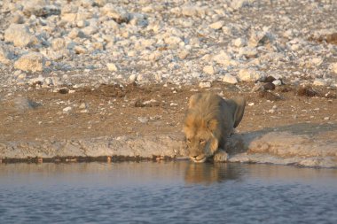 Namibya 'daki Etoşa Ulusal Parkı' nda sıcak bir delikte aslan içiyor.