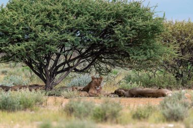 Namibya 'daki savanda aslanlar