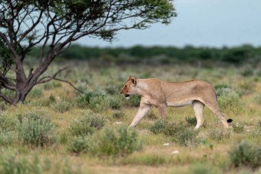 a lion in etosha national park in namibia africa
