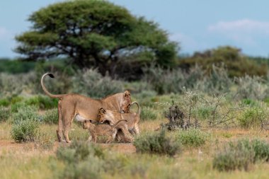 lion and lioness in etosha
