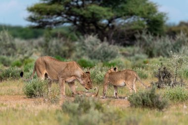 wild african lion with a male lion in the african savannah in the savannah in the savannah of the south africa.